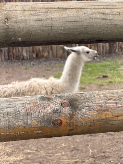 The image shows an alpaca, likely at the Pavlikeni Zoo in Pavlikeni, Bulgaria. The alpaca is partially obscured by two wooden fence posts. The background includes a mixture of green foliage and brown, dry grass. The focus is soft, blurring the details of the alpaca and the background. The lighting is natural and appears to be daytime.