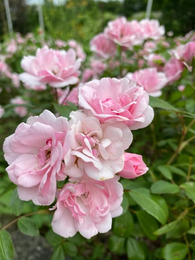 This is a close-up, eye-level, medium shot of a cluster of light pink roses in bloom. The roses are in various stages of opening, with some buds still tightly furled and others fully bloomed, revealing delicate, layered petals. The background consists of blurred green foliage and branches, suggesting an outdoor garden setting. A hint of a white or light-colored fence or railing is visible in the upper left background, along with some darker, out-of-focus greenery that could be other plants or trees. The lighting appears to be natural daylight, perhaps diffused by clouds or shade, as there are no harsh shadows. The focus is sharpest on the cluster of roses in the center and right of the frame, while the roses and foliage in the background are softly blurred, creating a sense of depth and drawing attention to the main subjects. There is no visible text in the image. The scene evokes a feeling of natural beauty and tranquility, characteristic of a garden in bloom. The location context of Rinteln, Germany, suggests this might be a typical summer scene in that region.