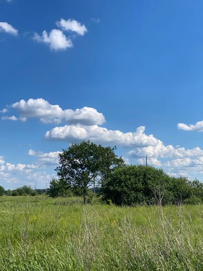 A vertical, medium shot captures a bright, clear blue sky filled with fluffy white cumulus clouds. In the middle ground, a field of tall green grass extends to the horizon. A large, mature deciduous tree with a full, rounded canopy stands to the left of center, casting a subtle shadow. To its right, a dense cluster of green bushes forms a solid wall of foliage. In the far distance, several utility poles with crossbars and wires are visible against the horizon, interspersed with more trees. The overall scene depicts a rural, natural environment under a sunny sky. The location is identified as Matyashivka, Ukraine.