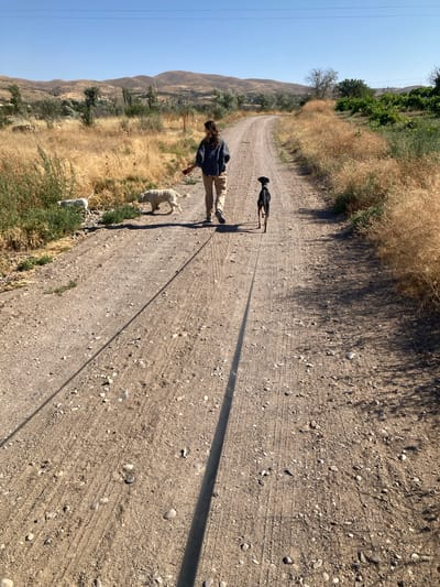 A woman walks her two dogs along a dusty, unpaved road in Avanos İlçe Merkezi, Turkey. The road is flanked by dry, golden grasses and vegetation. In the background, rolling hills covered in sparse trees and shrubs are visible under a clear blue sky. The woman, wearing a dark top and tan pants, is walking away from the camera, holding a red leash. A small black dog walks ahead of her, and a larger, lighter-colored dog is to her left, partially obscured by the woman. Another white dog is visible further to the left, near the edge of the road. The sun casts long shadows across the road.