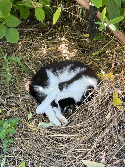 A black and white cat is curled up asleep in a nest of dry hay and grass. The cat is nestled amongst green leaves and some dry twigs, with a thick branch overhead. The scene appears to be outdoors, possibly in a garden or natural area.