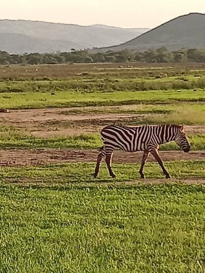 A zebra stands in a lush green field. The foreground is dominated by dense vegetation. In the middle ground, dirt paths separate the grassy areas. A mountain range is visible in the background, shrouded in a light haze. The sky appears overcast, casting a soft, diffused light over the scene. The overall composition portrays a natural, serene landscape.