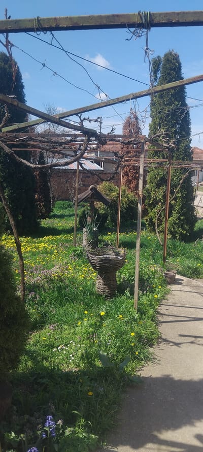 The image depicts a garden in Krivodol, Bulgaria. In the foreground is a rusted metal trellis covered with dormant grape vines. Beyond the trellis lies a lawn densely populated with yellow dandelions and other wildflowers. A woven wicker object, possibly a planter, sits amidst the flowers. The background features green trees and bushes, a red-roofed house, and a concrete walkway. The sky is blue with a few scattered clouds. No people or animals are visible.