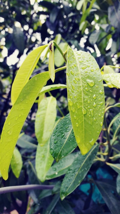 The image captures a close-up view of vibrant green foliage, densely covered in clear water droplets, located in the city of La Joya, Mexico. The foreground is dominated by several broad, ovate leaves, primarily light green in hue, with their surfaces glistening from numerous spherical water droplets adhering to them. A prominent leaf in the mid-right portion of the frame displays particularly well-defined water beads. Towards the upper center, a small, dark-bodied insect, possibly an ant or beetle, is observed perched on a slender, developing shoot or leaf bud. The background consists of blurred, darker green foliage, indicating a shallow depth of field, with some hints of deeper blue-green tones towards the lower right suggesting further background elements. The lighting is natural, illuminating the water droplets and highlighting the texture of the leaves. No human presence or specific actions are depicted, presenting a static natural scene immediately after precipitation or heavy dew.