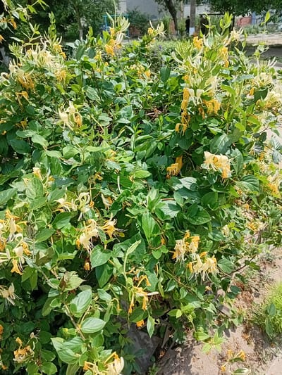 A dense bush of honeysuckle with yellow and white flowers is visible in the foreground. The honeysuckle is in full bloom, with many blossoms and green leaves covering the entire bush. The ground beneath the bush is sandy with some scattered dry leaves and a patch of green grass on the right side. In the background, out of focus, there are trees, buildings, and a person walking. The image appears to have been taken on a sunny day, as indicated by the shadows cast by the foliage. The scene is likely in a park or residential area in the city of Kherson, Ukraine.