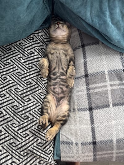 A tabby kitten is sleeping on its back on a patterned cushion. The kitten is mostly gray with black stripes and appears to be very young. Its paws are curled up near its chest. To the left of the kitten, a large, teal-colored piece of fabric is draped over something, possibly a sofa or blanket. Behind the kitten and the teal fabric is a gray blanket with a plaid pattern. The scene is indoors, with the lighting suggesting it could be daytime. The kitten looks very relaxed and comfortable, indicating a peaceful moment. There is no visible text in the image. The location context of Natukhayevskaya, Russia is provided but not visually evident from the image itself.