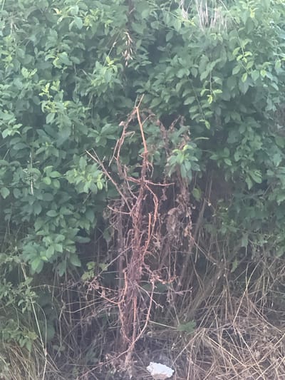 The image shows a dense tangle of vegetation, featuring lush green leaves from a bush on the left side, interspersed with dry, straw-like grasses and dead branches on the right. The foliage is thick, suggesting a natural setting, possibly a forest edge or overgrown area. The dead plant material indicates a drier season or a part of the vegetation that has naturally withered. A small piece of white debris, possibly litter, is visible among the dry grass on the far right. The lighting appears subdued, suggesting it might be overcast, early morning, or late evening, and there are no clear shadows. The overall scene evokes a sense of wildness and neglect, a common sight in rural or undeveloped areas. Given the location context of Bârnova, Romania, this could be a snapshot of the natural landscape in or around the area, perhaps along a hiking trail or in a less-maintained garden. There is no text visible in the image.