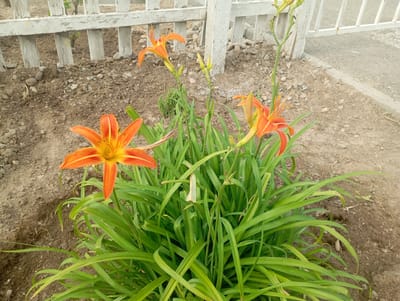An outdoor, eye-level, medium shot captures a cluster of vibrant orange daylilies in bloom, situated in what appears to be a garden bed adjacent to a white wooden picket fence. The flowers, characterized by their star-like shape and prominent stamens, are the central focus. Their green, blade-like leaves fan out from the base of the plants, creating a lush visual. The ground beneath is composed of loose soil, gravel, and small stones, suggesting a dry, possibly arid environment. To the right of the flowers and fence, a gray concrete curb separates the garden area from a paved surface, possibly a pathway or road. The background reveals the continuation of the white picket fence, with its weathered appearance hinting at exposure to the elements. The lighting is natural, suggesting it was taken during daylight hours, with no direct sunlight creating harsh shadows. The scene does not contain any people or animals. The overall impression is one of a simple, naturalistic setting, likely a residential yard or public garden space. Given the provided context of Taldykorgan, Kazakhstan, this scene depicts a typical garden element that could be found in such a locale, with the specific elements like the fence and ground covering being consistent with regions experiencing dry conditions.