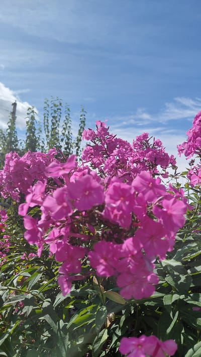 The image depicts a close-up view of vibrant pink phlox flowers blooming under a clear blue sky with wispy white clouds. The foreground is dominated by the dense clusters of flowers and their lush green foliage, with some flowers in sharp focus and others softly blurred. In the background, tall, thin trees with green leaves are visible against the sky, and a utility pole is present on the left side of the frame. The scene appears to be an outdoor garden or natural setting. The location is identified as Bol'shoi Snezhetok, Russia. There are no people or animals visible in the image.