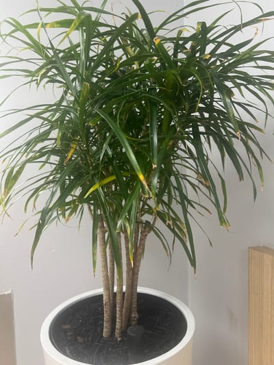 The image shows a potted Dracaena plant with long, thin green leaves, some of which exhibit yellowing and browning tips. The plant is in a white pot filled with dark mulch. The pot is placed against a plain white wall, with a light-colored wooden element visible to the right. The lighting suggests an indoor environment. There are no people visible in the image. The image does not contain any specific landmarks or elements that would indicate it was taken in Johannesburg, South Africa.
