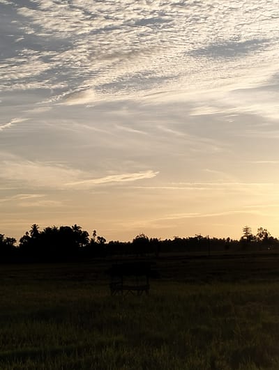 The image depicts a landscape near Kuta Pungwa, Indonesia, at dusk or dawn, as indicated by the warm yellow-orange tint in the sky. The sky is dominated by layered cloud formations, with altocumulus clouds at the top and wispy cirrus clouds below. Silhouetted against the horizon is a line of trees, including palm trees, suggesting a tropical environment. In the foreground is a field of tall grass, partially illuminated. In the midground, a simple wooden structure or shelter is visible. There are no people visible in the image. The scene conveys a sense of tranquility and rural setting.
