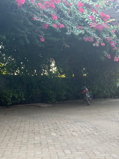 The image depicts a scene outdoors, likely in Pemba, Mozambique, with a focus on lush vegetation and a paved walkway. A vibrant bougainvillea plant, with its abundant pink flowers and green leaves, dominates the left side of the frame, creating a sense of natural beauty. To the right, a paved area constructed from interlocking grey blocks stretches into the distance, appearing to be a sidewalk or pathway.

Resting on the paved area, a small motorcycle is visible, parked upright with its kickstand down. The motorcycle appears to be black with some orange accents, possibly taillights or reflectors. The presence of the motorcycle suggests it is a mode of transportation used in this location.

The background is filled with dense green foliage, hinting at a tropical or subtropical environment. Sunlight filters through the leaves in places, creating dappled light and shadows, suggesting it is daytime. A dark, solid structure, possibly a building element or a wall, is visible on the far right edge of the image, contrasting with the natural elements. Scattered on the paved surface are a few fallen leaves and pink petals, likely from the bougainvillea, adding a touch of detail to the ground. The overall impression is one of a tranquil, sunlit day in a setting that blends natural flora with man-made structures. There is no visible text in the image.