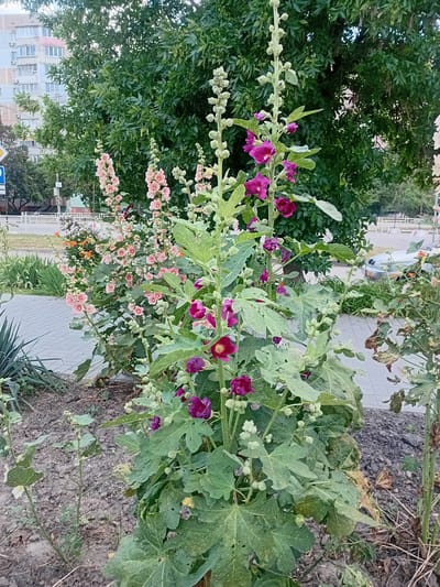 The image shows a close-up of flowering plants, specifically hollyhocks, in an outdoor setting. The hollyhocks are blooming with flowers in shades of pink and deep purple, interspersed with green leaves and developing buds. Some of the leaves show signs of damage, possibly from insects. In the background, a paved walkway is visible, bordered by soil and dry vegetation. Further in the background, a lush green tree canopy is present, and beyond that, a building with multiple windows can be seen, suggesting an urban or suburban environment. The overall scene appears to be a street or park area. The lighting suggests it might be daytime, possibly late afternoon or early evening, given the shadows and illumination. There are no people or animals clearly visible in the image. No text is discernable. The location context provided is Kherson, Ukraine.