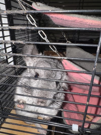 The image shows a close-up of a chinchilla inside a cage. The chinchilla is gray and white, with large ears and whiskers. It is looking at the camera with its paws visible. The cage is made of black metal bars and has a wooden bottom. There are also pink and gray fabric hammocks inside the cage, as well as some chains. The image appears to have been taken in a residential setting. The location in the city of Shakhty, Russia is not ascertainable from the image.