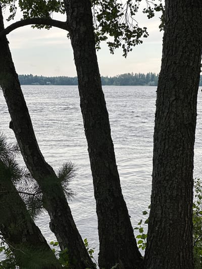 This is a photograph of a body of water, likely a lake, viewed through the trunks of several trees. The water is rippling, suggesting a gentle breeze. In the background, a line of trees and some buildings are visible on the far shore. The sky is overcast, with soft, diffused light. The foreground is dominated by the dark, textured bark of the trees, with some leaves and branches also visible. The overall impression is one of a natural, serene landscape. The image was taken in Vammala, Finland.