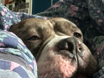 A close-up photograph depicts a brindle-colored canine subject, consistent with a bulldog or pit bull type breed, resting indoors in Stains, France. The animal's head and upper body are partially obscured by a dark blue patterned blanket adorned with repeating motifs of pink and light blue floral or leafy elements. The dog's right eye is partially visible, appearing heavy-lidded or squinting, indicative of rest or sleep. Its left eye is largely concealed by the blanket. The muzzle is prominent, dark grey to black, with discernible nostrils. The jowls and lower facial region exhibit a pinkish, wrinkled skin texture. The fur displays a brindle pattern, primarily brown with darker brown stripes. The scene is illuminated by soft, diffuse lighting, accentuating the textures of the fur and the fabric. The background is out of focus, revealing indistinct shapes consistent with an interior room environment.