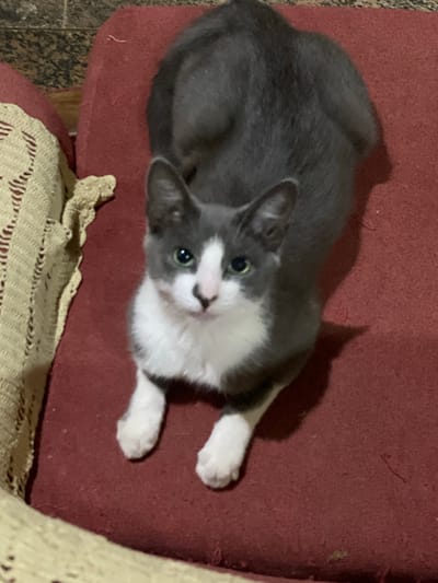 A gray and white cat is lying on a red cushion. The cat is looking up toward the camera with green eyes. The cat is lying with its front paws extended. A beige crocheted blanket is visible in the lower right corner of the image, and tiled flooring is visible in the lower left corner. No people or location details are discernible.