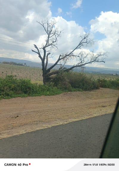 The image captures an outdoor landscape scene in Kitengela ward, Kenya, under a partially cloudy blue sky. A large, prominent bare tree with numerous branches stands centrally in the mid-ground. Surrounding the base of the tree and extending to the right is a dense area of mixed green and dry brown shrubbery. Behind this vegetation, a cultivated field with visible rows of young plants or tilled earth stretches towards a distant, hazy mountain range on the horizon. Multiple power lines are horizontally strung across the sky in the upper-mid section of the frame. In the immediate foreground, a section of asphalt road is visible on the left, alongside a light brown dirt shoulder that exhibits scattered small debris. No individuals, specific actions, or interactions are present in the scene. A dark, vertical element partially obstructs the far right edge of the image, consistent with a vehicle's window frame or pillar.