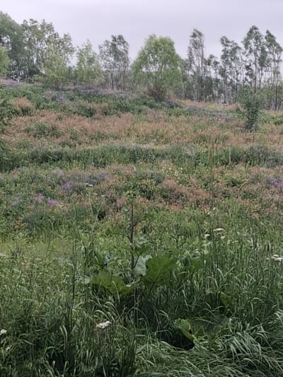 The image depicts a natural landscape on a cloudy day, likely in Martiros, Armenia. The scene is dominated by a hillside covered in a dense mix of vegetation. In the foreground, tall green grasses and leafy plants create a wild, overgrown texture. A large, broad leaf plant is prominent on the left side of the foreground. As the hillside recedes, the vegetation becomes a tapestry of various shades of green, interspersed with patches of pinkish-brown flowering plants and sporadic clusters of purple wildflowers. Towards the top of the hillside, a line of trees with slender trunks and leafy canopies stands against the overcast sky. The overall impression is one of untamed nature, possibly a meadow or a wild hillside area within or near Martiros. There are no people or man-made structures visible.
