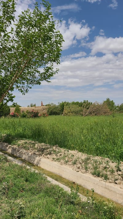 The image depicts a rural scene in Qilla Saifullah, Pakistan, under a partly cloudy sky. The scene showcases a field of green grass or crops. To the right, a concrete irrigation canal, partially filled with water, runs parallel to the field. The edges of the canal are lined with grassy vegetation. A tree with green leaves dominates the lower left corner. In the background, trees and a wall are visible, with faint glimpses of buildings or structures further in the distance.
