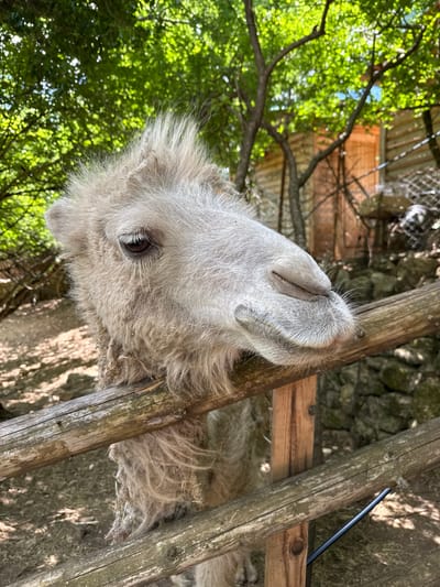 The image features the head and upper neck of a light gray camel positioned within a wooden fence-like structure. The camel's head is tilted upwards, and its eye is visible. The background includes green foliage and a stone wall. The image was taken in Blizna, Montenegro.