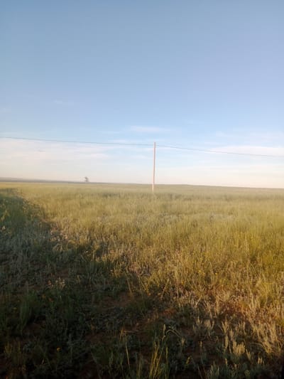 The image depicts an open, grassy field under a clear sky with a light haze on the horizon. A single wooden pole stands vertically in the middle ground, supporting a thin wire that stretches horizontally across the frame. The field is covered in tall, dry grass and scattered low-lying vegetation, with some small yellow flowers visible. A lone, slender tree is visible in the distance on the left. The light suggests it is either early morning or late afternoon, casting a warm glow on the landscape. The scene appears to be located in a rural or undeveloped area, consistent with the general landscape of Voznesenovka, Kazakhstan. There are no people or animals visible in the image.