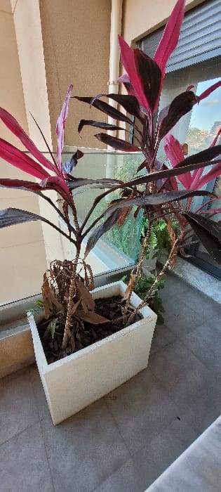 A potted plant with long, pink and brown leaves sits indoors near a window. The plant's container is a white, rectangular shape, with visible soil and dry leaves. The background shows an exterior view through a window. The setting appears to be a tiled balcony. The plant has some visible bare stems.