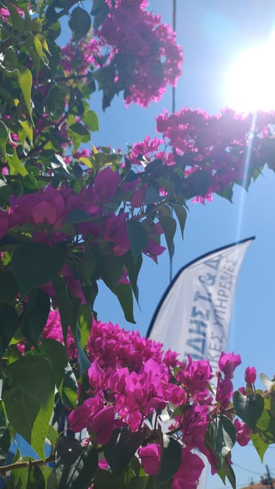 In Neoi Epivates, Greece, the photograph captures a vibrant scene dominated by the lush foliage and bright fuchsia bougainvillea flowers. The flowers, in various stages of bloom, cascade down from the branches, their vivid colors contrasting with the deep green leaves. Sunlight filters through the blossoms and leaves, creating a dappled light effect and casting soft shadows. In the background, a clear blue sky forms a serene backdrop, punctuated by the bright glare of the sun, hinting at a warm, sunny day. Partially visible to the right is a white banner with Greek lettering, suggesting a public space or event. The composition emphasizes the natural beauty of the flora against the urban sky.