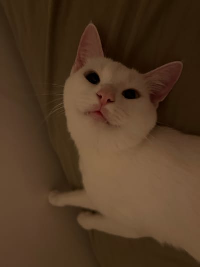 A white cat with pink ears and dark eyes is lying on a muted brown surface, possibly a bed or sofa. The cat is looking upwards and to the left of the frame, with its mouth slightly open, revealing tiny teeth. The lighting is dim, casting shadows and highlighting the cat's fur. The environment appears to be indoors, with no discernible details of Oranienburg, Germany visible.