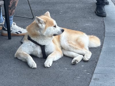 A Shiba Inu dog is lying on asphalt pavement in what appears to be an outdoor seating area, possibly a cafe or restaurant. The dog is light brown and white, wearing a black harness. To the left of the dog, a person's leg is visible, with a tattoo on the calf and wearing light blue socks and white Reebok sneakers with gum soles. To the right of the dog, another person's legs are visible, wearing dark pants and black boots. The environment is predominantly gray asphalt and a small section of light gray tiled sidewalk. The image is taken from a slightly elevated, medium-distance perspective.