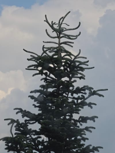 The image displays a tall, dark green conifer tree, likely a fir or spruce, centered against an overcast sky in Kyustendil, Bulgaria. The tree exhibits a dense, pyramidal form, with numerous branches extending horizontally and upward-curving at their tips. The foliage appears dark, almost silhouetted, against the diffused light of the sky. The central trunk is faintly discernible through the canopy. The sky background is predominantly grey and cloudy, with lighter, faintly blue-tinged clouds in the upper left quadrant and darker, denser clouds occupying the right and lower portions of the frame. Several small, dark, indistinct specks, possibly insects or debris, are visible against the sky, one in the upper left and another near the tree's upper right section. The tree's needles show a slight dampness, possibly from recent precipitation or mist. The perspective is from a low angle, looking upward at the tree. No people or additional identifiable objects are present.