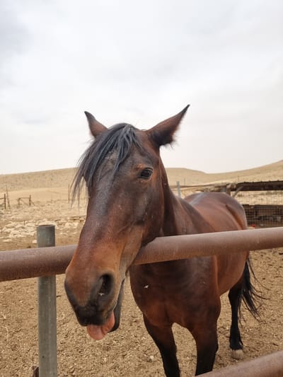 A brown horse is standing behind a metal fence. The horse's head is close to the fence, and its tongue is sticking out. The background consists of a dry, desert-like landscape under a cloudy sky. The location is Mizpe Ramon, Israel.