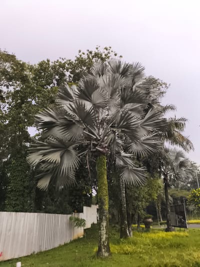 The image displays a serene outdoor landscape, likely a park or a well-maintained garden, under an overcast sky. The central and most prominent feature is a large palm tree, distinguished by its striking silvery-blue, fan-shaped leaves, characteristic of a Bismarck palm. Its trunk is rough and partially covered with green moss or algae.
To the left of this palm, a white corrugated metal fence runs horizontally, separating the foreground from dense background foliage. Behind the fence and filling the upper left, various green trees with rich, dark leaves create a lush backdrop against the pale, cloud-covered sky.
On the right side of the frame, several other palm trees with darker, possibly feather-like fronds are visible, receding into the distance. The ground in the foreground and midground is covered in vibrant green grass. Further into the midground on the right, a paved road or pathway is visible, alongside which stands a large, dark, urn-shaped pot containing a plant. Beyond the road, more trees and shrubs, some with yellow blossoms, contribute to the verdant setting. A dark, rectangular structure, possibly a sign or display board, is also visible near the road.
No people are present in the scene. The diffuse lighting suggests an overcast day or possibly early morning/late afternoon. The overall atmosphere is tranquil, reflecting a tropical or subtropical environment consistent with the Babakan Madang, Indonesia, location context.