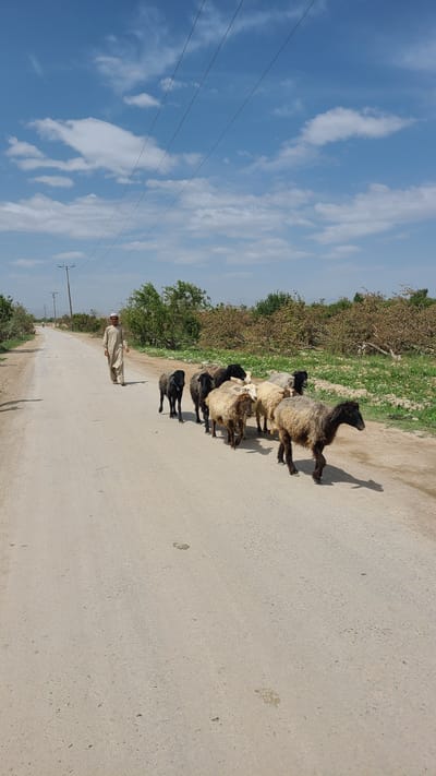 The image shows a dirt road in what appears to be a rural area near Qilla Saifullah, Pakistan, based on the presence of electrical poles and the likely herder wearing traditional attire. A man wearing a tan robe and a white cap is walking along the road. A small flock of sheep is walking in front of him. The sheep are a mix of white and black colors. The sky is blue with some white clouds, and there are power lines overhead. Vegetation lines the side of the road. The image is taken during the day and the sun is shining, creating shadows of the sheep and the herder. The road surface is light brown.