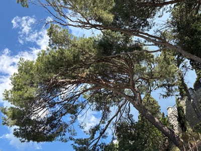 The image depicts a low-angle view of a large pine tree with its branches reaching towards a bright blue sky dotted with white, fluffy clouds. The pine needles are a vibrant green, and the bark of the tree is rough and textured, displaying shades of brown and gray. The tree's limbs are intricate and spread out, creating a canopy that partially obscures the sky.
In the background, to the right of the pine tree, there is a stone wall, possibly part of a building or fortification, with some greenery growing around it. The overall environment suggests an outdoor setting, likely in a park or natural area. The image does not contain any people or any specific actions or interactions. The lighting indicates it is daytime, with the sun illuminating the scene from above.
Based on the information provided, the location is Кореизский поселковый совет, Ukraine.