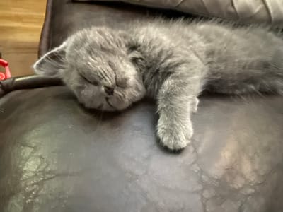 A fluffy grey kitten is captured sleeping or resting serenely on a dark brown or black leather couch or chair. The kitten is positioned on its back, with its soft, dense fur spread out. One of its front paws is raised gracefully towards its face, while its head is tilted gently backward, revealing its closed eyes and a faint, contented smile. Its tiny nose and delicate whiskers are visible, highlighting its peaceful state.
The background consists primarily of the textured, dark surface of the furniture, which shows some subtle patterns and variations in tone. To the right of the kitten, behind the furniture, a hint of a wooden floor is visible, along with a small red object, possibly a plastic clip or a part of another item. The overall setting appears to be indoors, likely within a home, suggesting a cozy and domestic atmosphere. The lighting is soft and ambient, characteristic of an indoor environment. The image exudes a sense of calm and quiet repose, focusing entirely on the adorable and relaxed kitten. There is no visible text in the image. The scene is set in a home in Hadzhidimitrovo, Bulgaria.