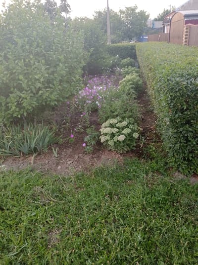 The image depicts a residential yard in Staroshcherbinovskaya, Russia, featuring a well-maintained garden area. The garden includes a variety of plants, such as tall green bushes, flowering plants with purple and white blooms, and a cluster of light green, bulbous plants. A neatly trimmed green hedge forms a boundary to the right of the garden, separating it from the rest of the property. The foreground is covered with a patch of green grass. In the background, a portion of a house with a tiled roof and a wooden fence is visible. The overall scene suggests a tranquil domestic setting on a clear day.