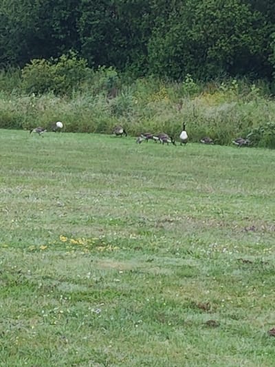 The image depicts a grassy field with a line of trees and bushes in the background. Several Canada geese are scattered across the field. One goose stands upright with its white neck visible, while others are in various poses, some grazing and others walking. The grass is green with patches of yellow and white flowers. The scene appears to be in a natural outdoor setting. The specific location in Newport, United Kingdom, is not identifiable from the image.