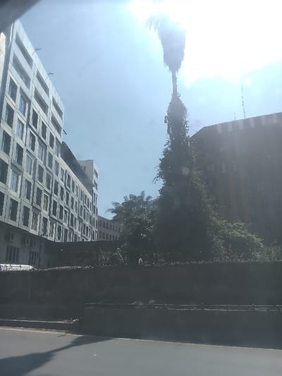 An urban scene features a tall palm tree covered in vegetation next to a building. The buildings are mostly gray or tan and appear to be modern. A low wall spans the foreground, separating the buildings from the road. The sky is bright blue, with a glare from the sun behind the palm tree.