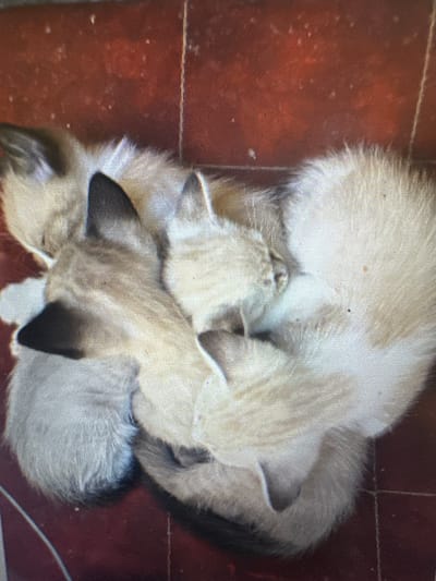 The image shows a close-up, high-angle view of several young cats, likely kittens, nestled together on a red tiled floor. The cats have light-colored fur with darker points on their ears and faces, characteristic of breeds like Siamese. They are lying in a pile, with their bodies intertwined, suggesting a state of rest or sleep. The floor appears to be made of terracotta tiles, with visible grout lines. There are no people or other objects clearly visible in the frame. The lighting is somewhat diffused, and the image has a pixelated quality. There is no information or visual evidence present in the image that would allow for the determination of a specific location within the city of Murcia, Spain.