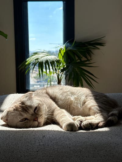 A medium shot of a cat resting on gray fabric. A house plant is partially visible in the background. A window with a view is also visible. The location is presumed to be Or Yehuda, Israel.