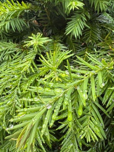 This is a close-up, high-angle, full-frame photograph of green yew branches glistening with water droplets after a rain. The branches are dense and layered, with individual needles clearly visible. The water droplets are of varying sizes, from tiny beads to larger, elongated shapes, some reflecting the surrounding greenery. The background is a blur of darker green foliage. The image does not contain any people or man-made objects and appears to be taken outdoors. The location in Bietigheim-Bissingen, Germany, is not discernable from the image itself.