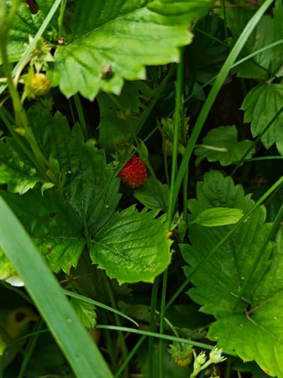 This is a close-up, eye-level, outdoor photograph of a wild strawberry plant growing in the grass. A single, ripe red strawberry is visible, nestled among vibrant green leaves. The plant appears to be in a natural setting, likely in a field or garden. The photograph was taken in Parkhomivka, Ukraine.