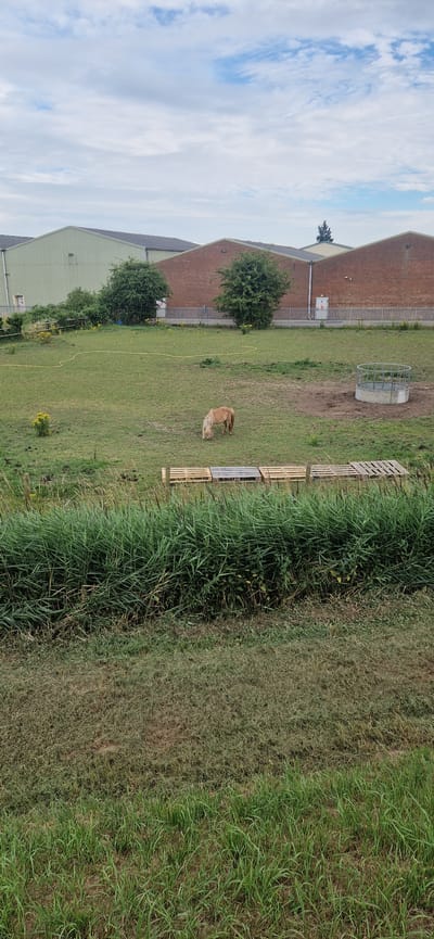 The image shows an outdoor scene featuring a light brown pony grazing in a grassy field. In the background, there are several large industrial-style buildings with brick and light green facades. A white circular water trough with a metal railing is visible to the right of the pony. A row of wooden pallets is laid out on the ground in the middle ground, and tall green reeds or grass line the bottom of the frame. The sky above is partly cloudy with a mix of white and blue. The scene appears to be in a rural or semi-rural area, potentially on the outskirts of a town or industrial estate.