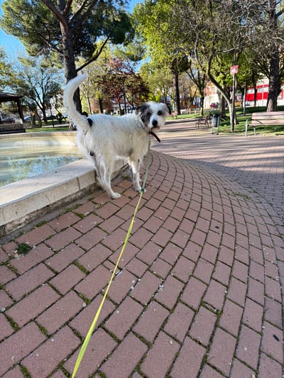 A full body shot of a medium-sized white dog with black markings is captured outdoors on a sunny day in Azuqueca de Henares, Spain. The dog has a leash attached and appears to be standing near a stone structure, possibly the edge of a fountain or low wall. The surface on which the dog stands transitions from the stone structure to a brick-paved area. The background includes trees and glimpses of urban elements, such as benches and possibly buildings. The color and intensity of the ambient lighting suggest it is midday. The location appears to be a public park or recreational area within the city.