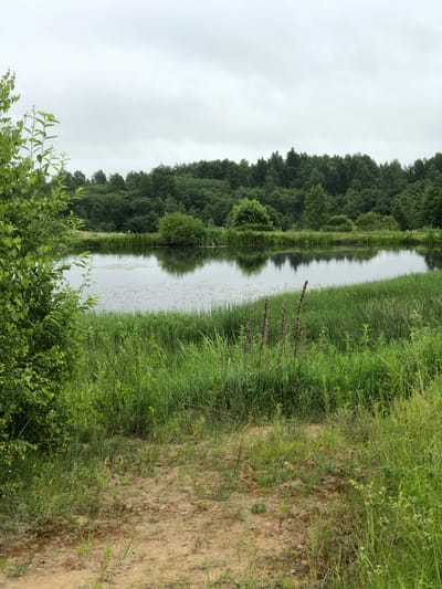 A serene, overcast day captures a tranquil pond scene bordered by lush green vegetation and a dense forest. In the foreground, a sandy path leads to the water's edge, with a variety of tall grasses and a leafy tree to the left. The pond's surface reflects the overcast sky and the surrounding trees, with some aquatic plants dotting the water. The background is dominated by a thick line of trees, their dark green foliage creating a natural barrier. The location is identified as Zhukovo, Russia. There are no people or animals visible in the image.