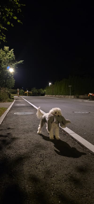 A white poodle mix dog with a gray stuffed toy in its mouth stands on the asphalt of a road at night. The dog is facing the viewer and appears to be walking. The road has a white line marking its edge, and a sidewalk is visible to the left of the road. A lamppost illuminates the scene from the left, casting shadows on the road. In the background, there is a row of tall green trees, a street sign that reads "Büelstrasse", and a distant streetlight. The sky is dark, indicating nighttime. This scene is located on Büelstrasse in Lieli, Switzerland.
