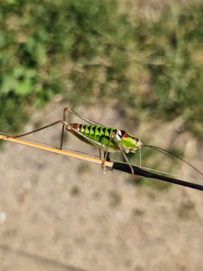 The image shows a close-up view of a green and black katydid perched on a thin rod. The insect is positioned horizontally, with its body facing to the right. It has long antennae that extend forward, and its legs are visible, some gripping the rod. The katydid's body displays a pattern of bright green and dark black stripes. Its head is partially visible, with what appears to be red markings around its eyes. The rod it is on is thin and appears to be made of a light-colored material, possibly wood or bamboo, with a thin white string running parallel to it. The background is out of focus, with green foliage in the upper portion and a blurred sandy or dirt-like ground in the lower portion. The lighting suggests an outdoor setting during the daytime. No specific location in the city of German, Bulgaria can be identified from the image.