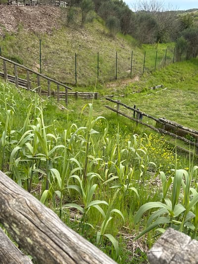 The image depicts a rural scene likely located in or near Morlupo, Italy. A weathered wooden fence runs through the right side of the image, with a line of tall, green plants growing alongside it. Beyond the fence, the landscape opens up to a grassy field marked by a partially constructed or dilapidated wooden fence and metal fence posts. On the left side of the field, there's an area with denser vegetation, possibly shrubs or small trees. The overall environment suggests a rustic or agricultural setting.