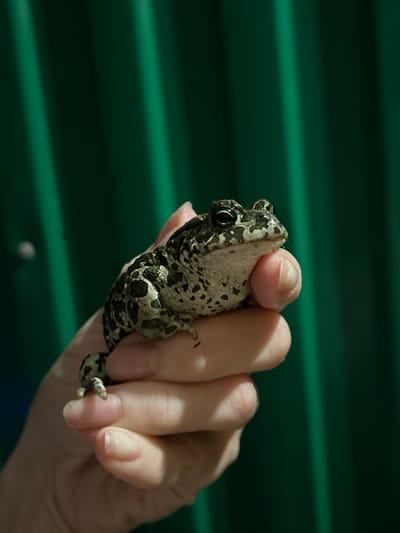 A close-up, horizontally oriented photo shows a hand holding a small, speckled amphibian, likely a toad or frog. The amphibian has dark, irregular spots on a light-colored, textured skin. Its large, dark eye is visible on its left side. The amphibian is curled and gripping the fingers of a person, whose skin is pale and has neatly trimmed fingernails. The background is a dark green, ribbed surface, possibly corrugated metal or plastic siding, with diagonal bands of light and shadow suggesting outdoor lighting. The lighting implies it is daytime, possibly late afternoon due to the angle of the light creating distinct shadows. The scene appears to be outdoors, given the natural lighting and the setting which could be a backyard or garden area. The overall mood is calm and observational, focusing on the delicate interaction between the human hand and the small creature. There is no visible text in the image. The location context provided is Азинский, Russia.